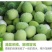 莲蓬5–8公分，一级，红莲
