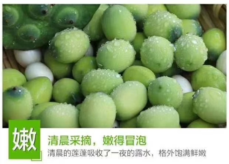 莲蓬5–8公分，一级，红莲