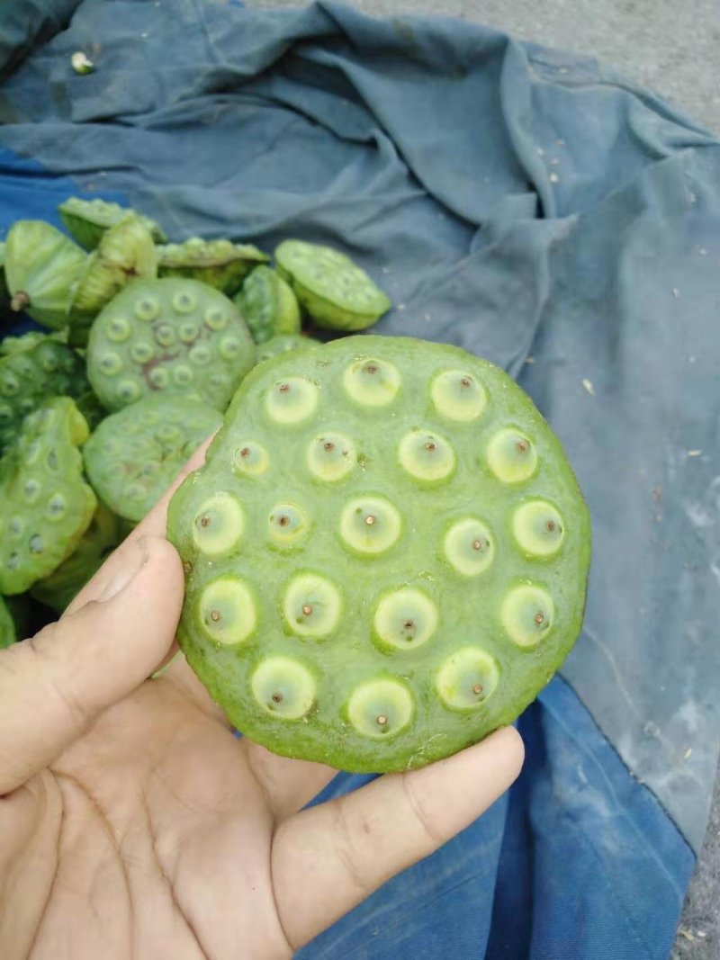 莲蓬5–8公分，一级，红莲