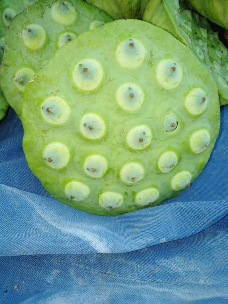 莲蓬5–8公分，一级，红莲