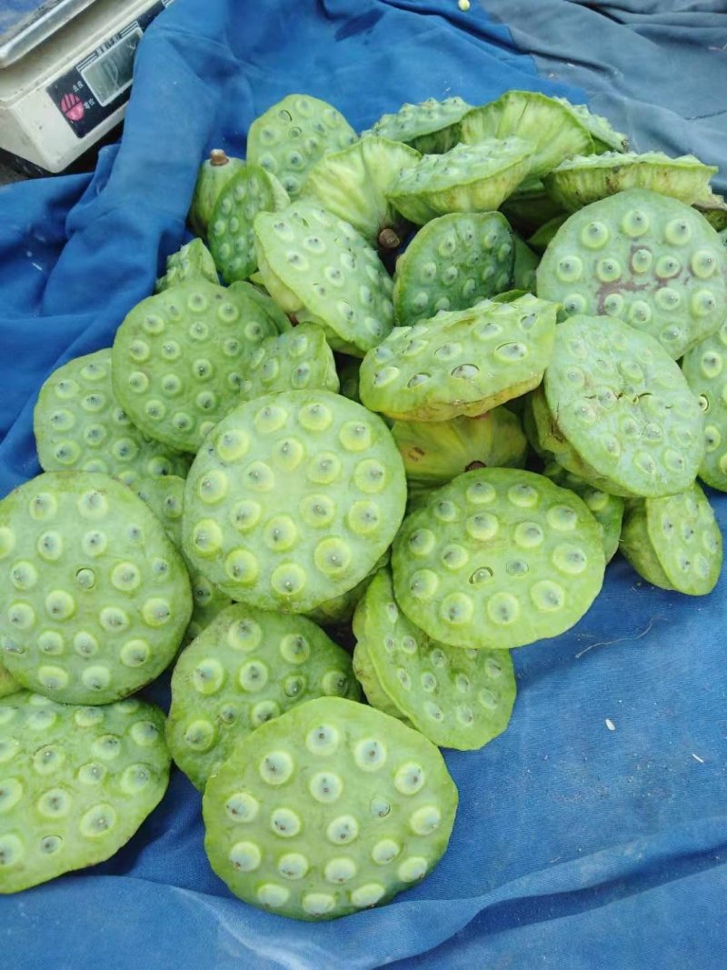莲蓬5–8公分，一级，红莲