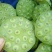 莲蓬5–8公分，一级，红莲