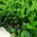 大量出售福鼎大白茶苗，福选9号茶苗