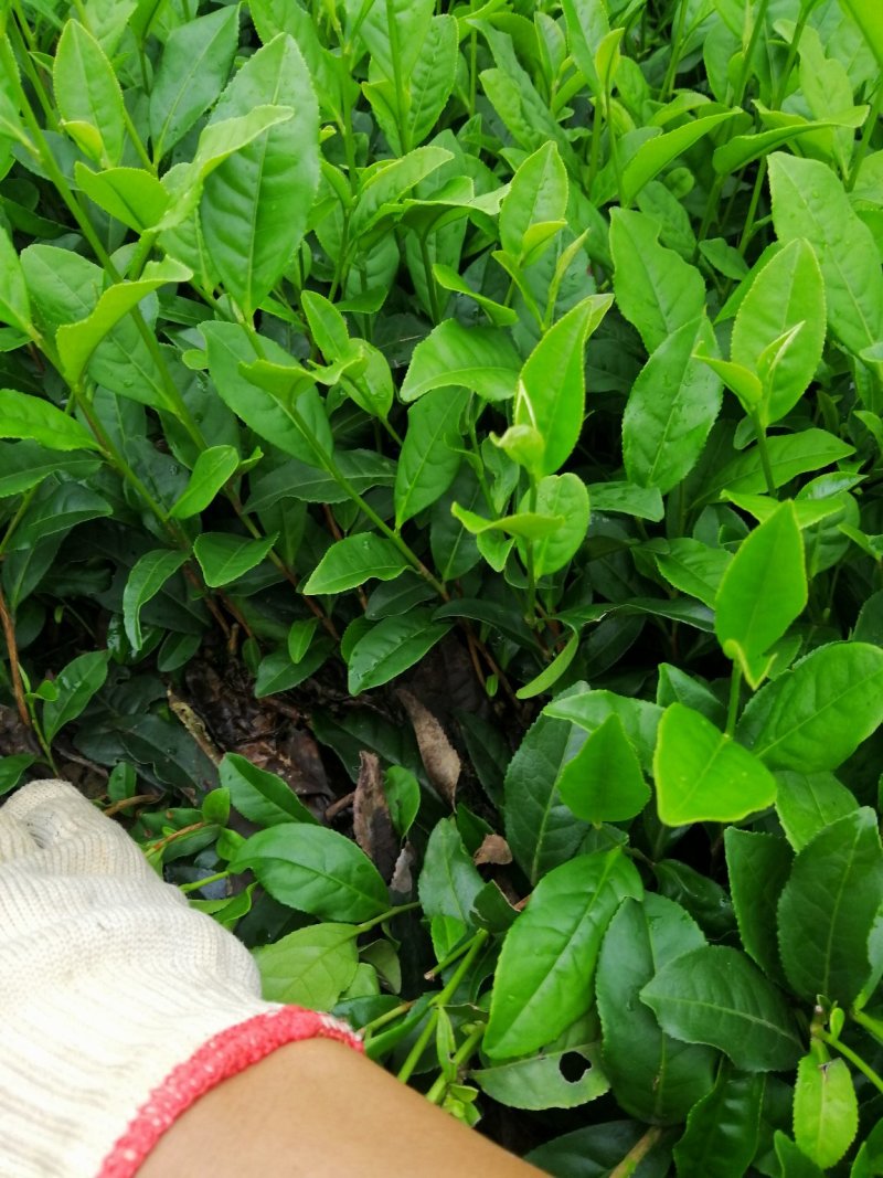 大量出售福鼎大白茶苗，福选9号茶苗