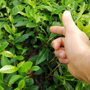 大量出售福鼎大白茶苗，福选9号茶苗