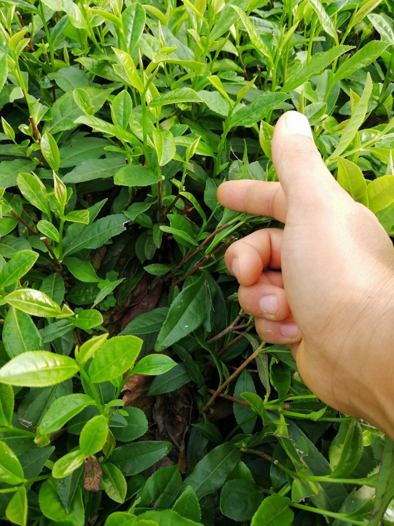 大量出售福鼎大白茶苗，福选9号茶苗