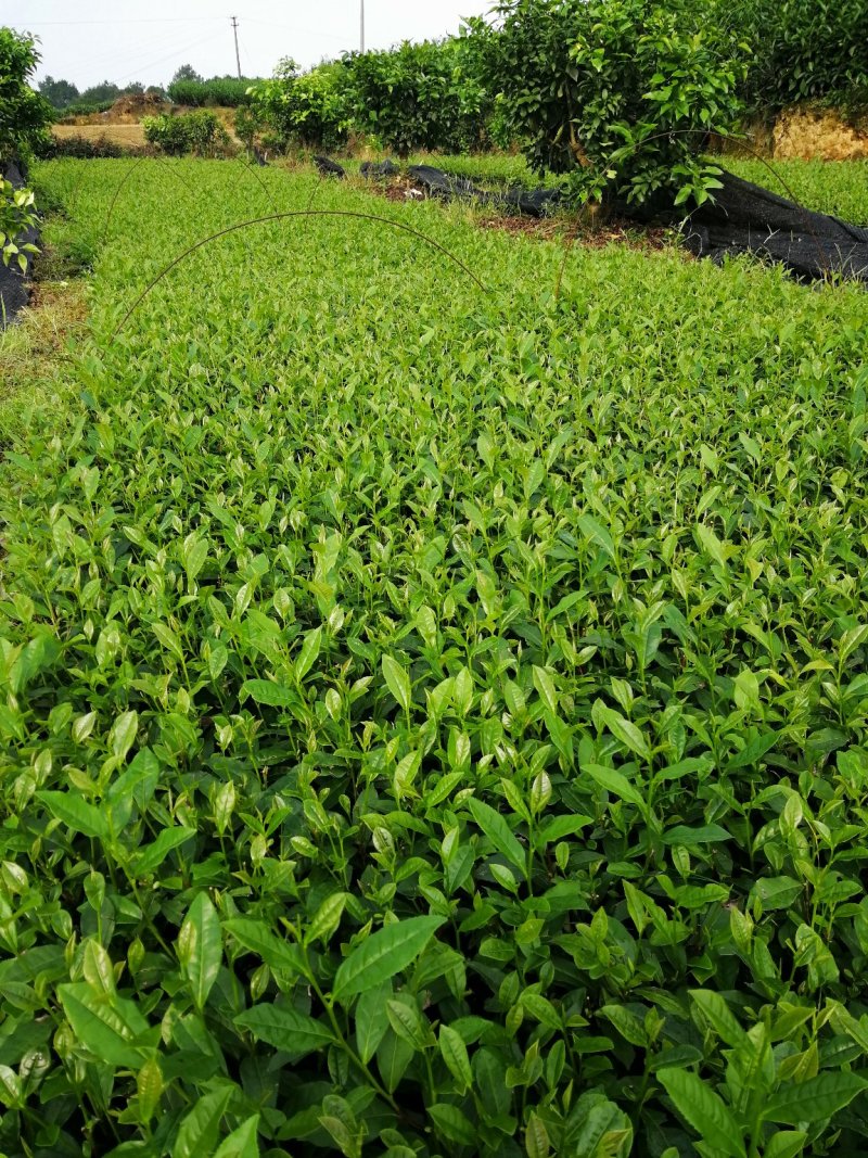 大量出售福鼎大白茶苗，福选9号茶苗