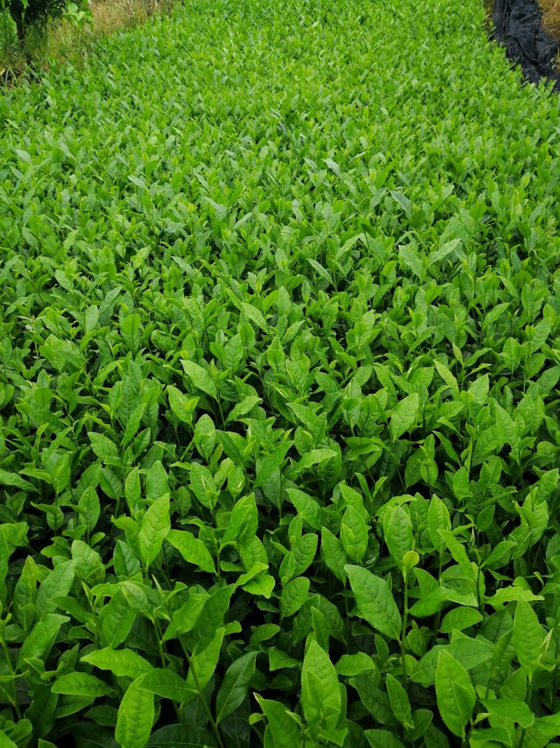 大量出售福鼎大白茶苗，福选9号茶苗