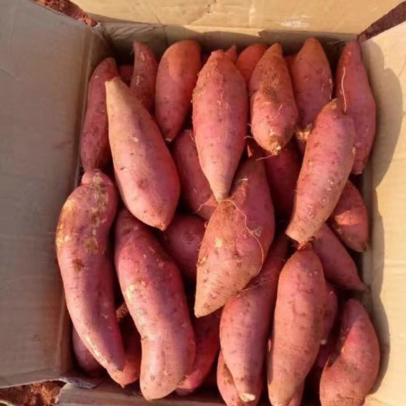 湖北精品龙九红薯一手货源，大量供应，产地直销代收代发，