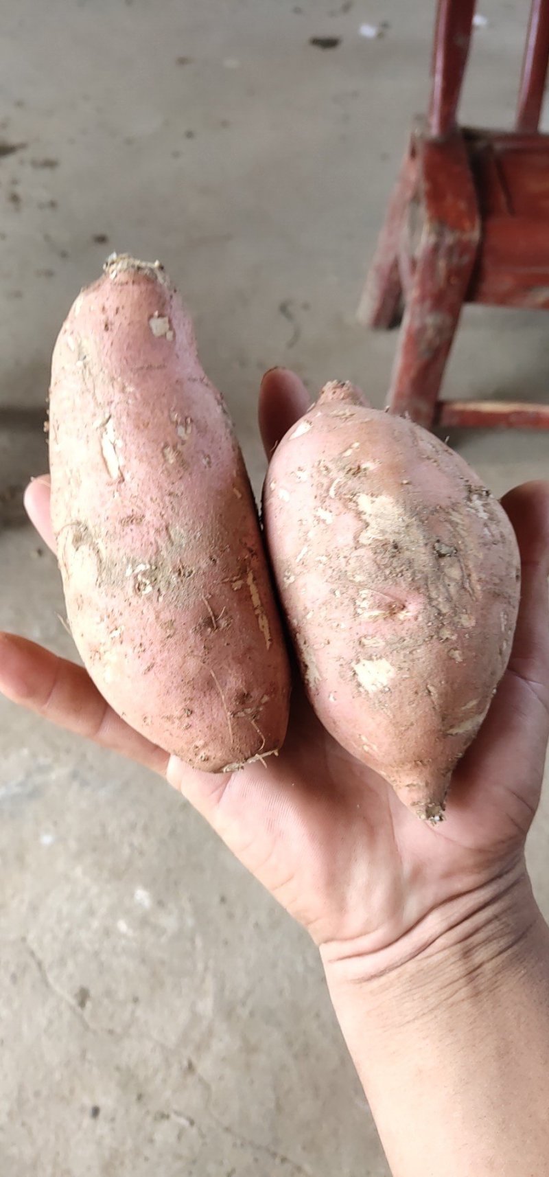 湖北精品龙九红薯一手货源，大量供应，产地直销代收代发，