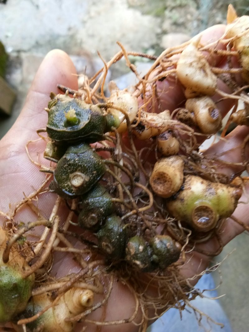野生姜型多花甜黄精苗