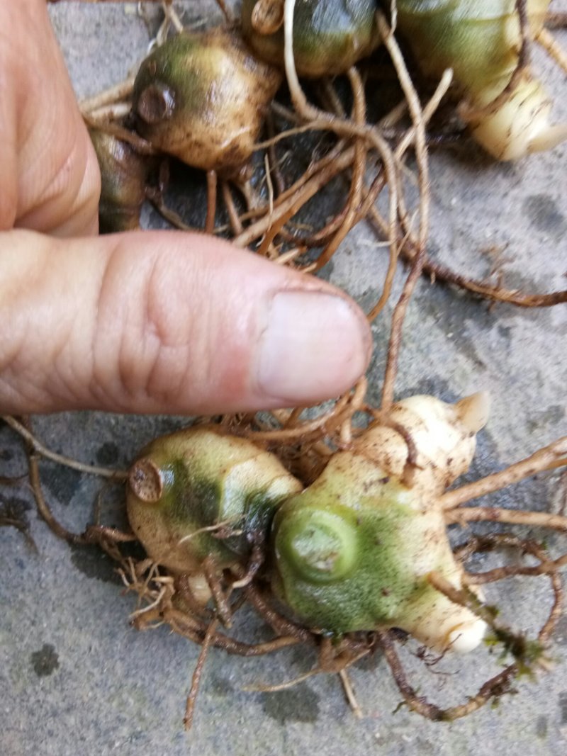野生姜型多花甜黄精苗