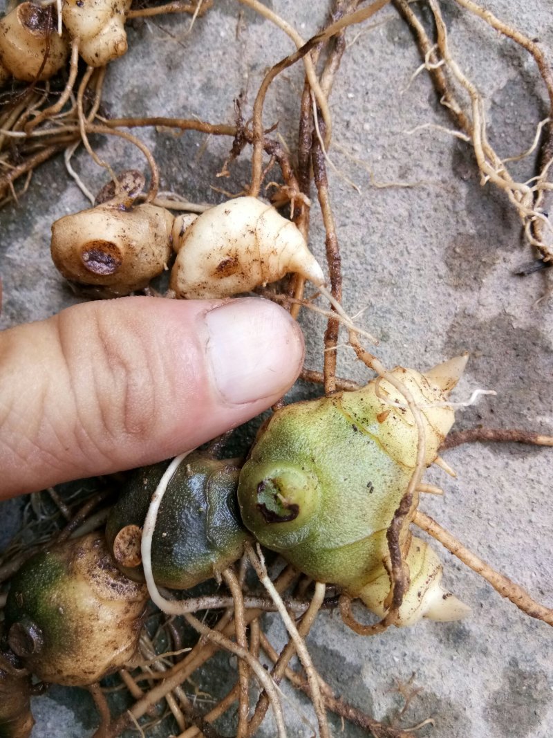 野生姜型多花甜黄精苗