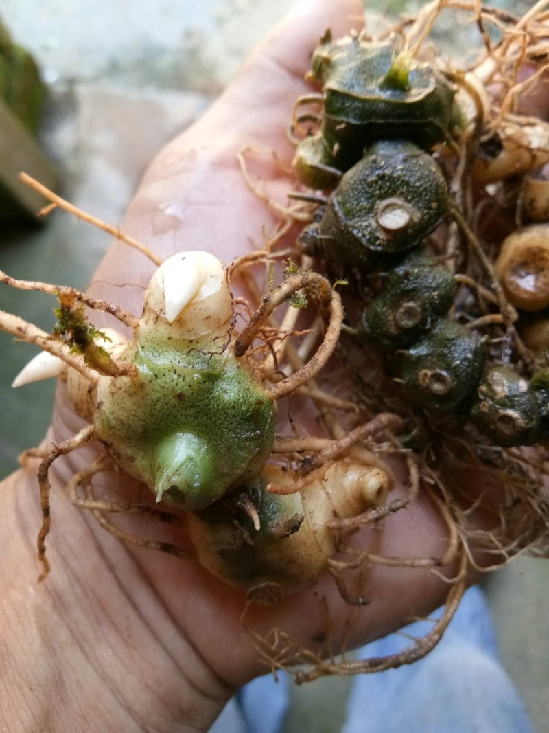 野生姜型多花甜黄精苗