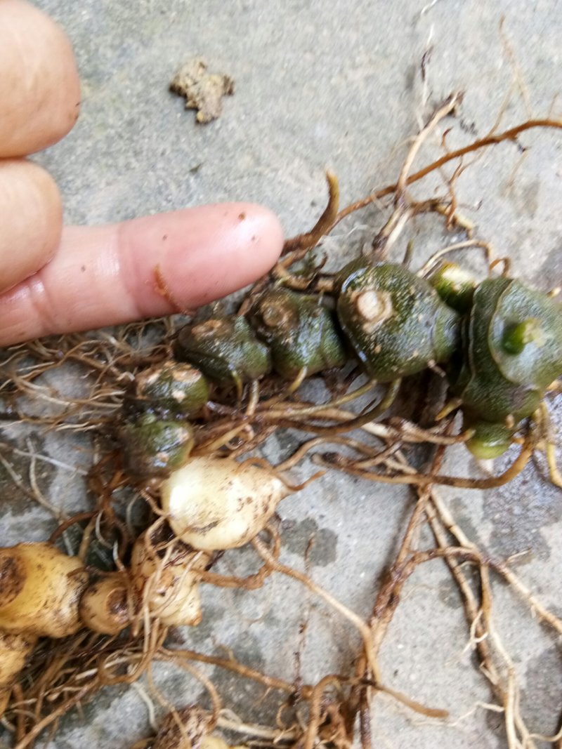 野生姜型多花甜黄精苗