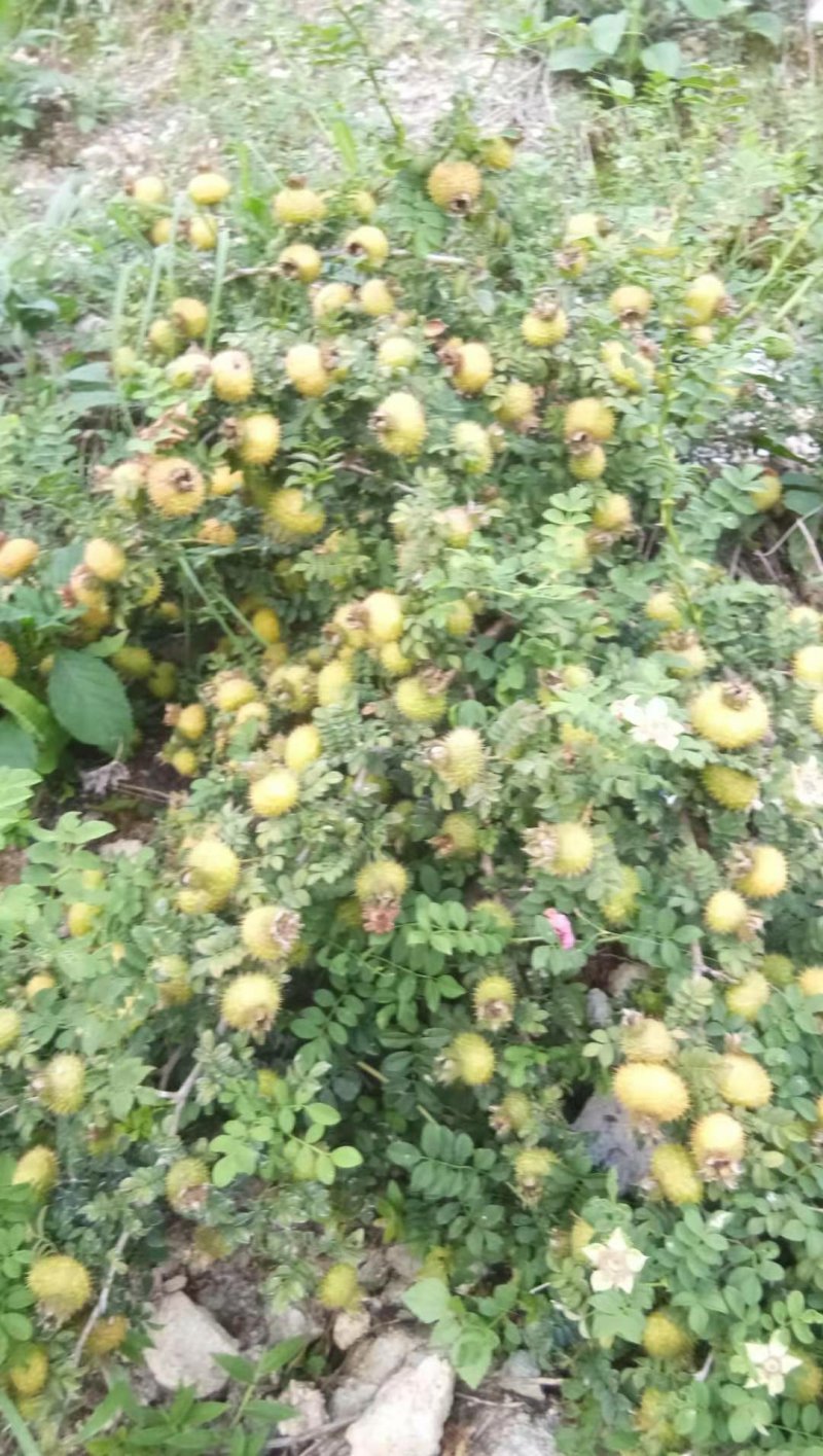 大量出售无茎刺梨良种刺梨野生刺梨