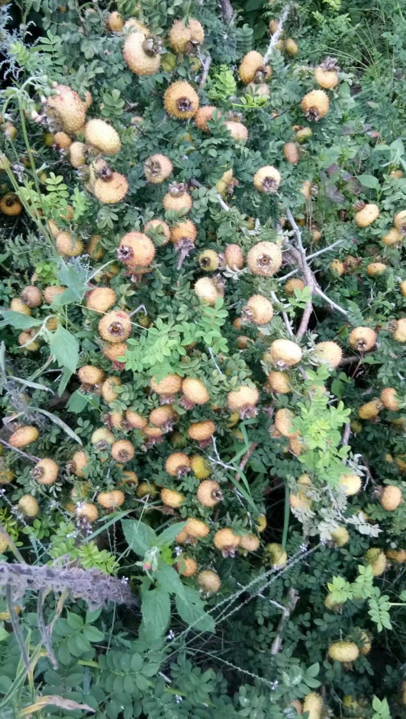 大量出售无茎刺梨良种刺梨野生刺梨