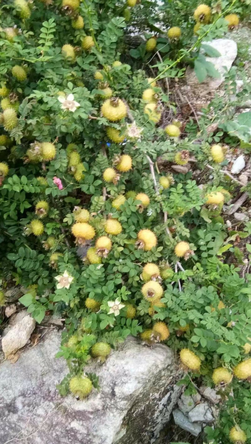 大量出售无茎刺梨良种刺梨野生刺梨