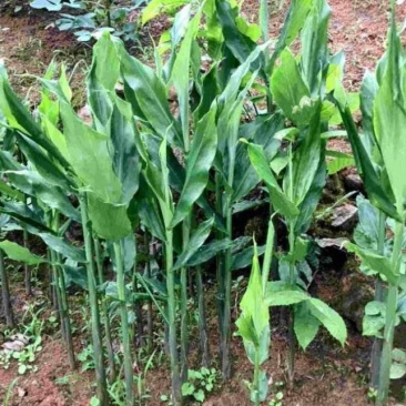 新鲜阳荷