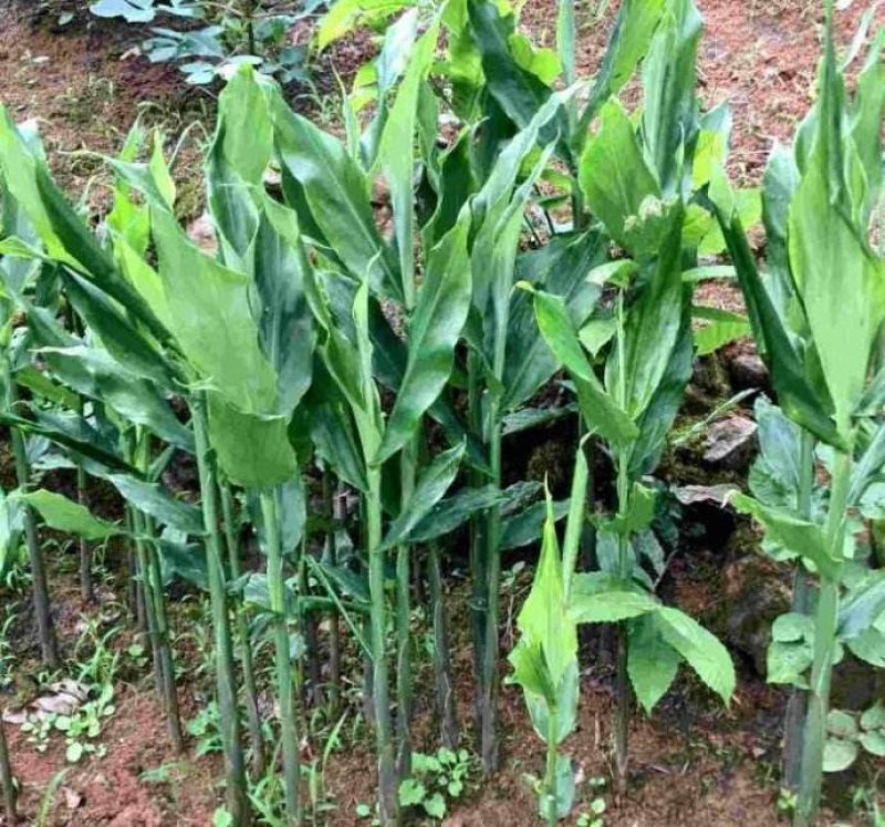 新鲜阳荷