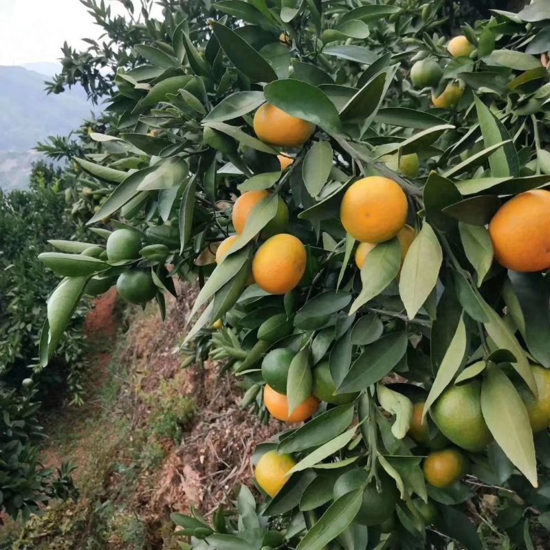 云南蜜橘，带叶小黄果