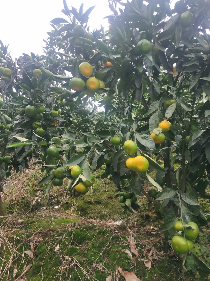 云南蜜橘，带叶小黄果