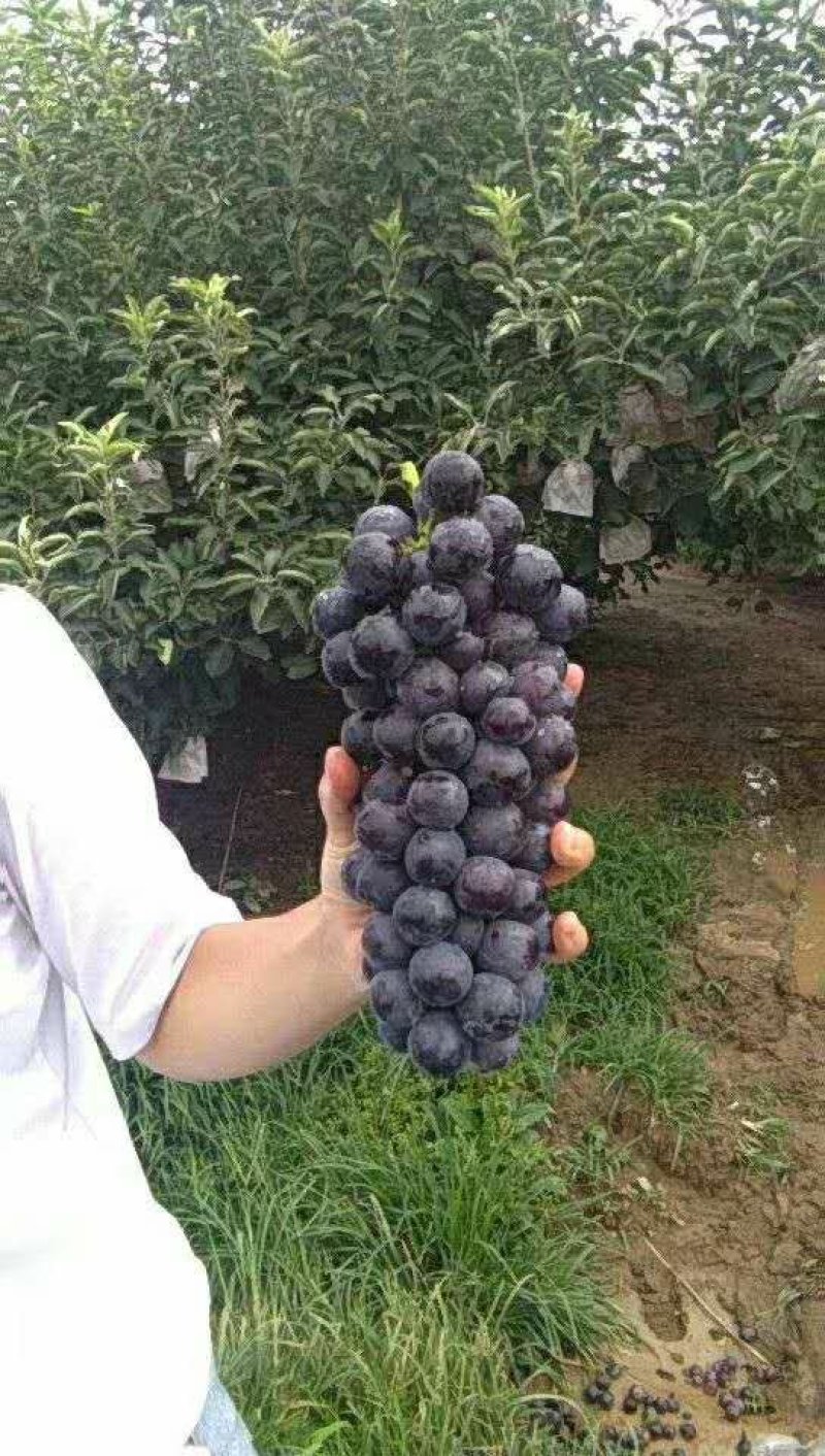 夏黑葡萄，口感超甜，价位超便宜，大吨位公用。