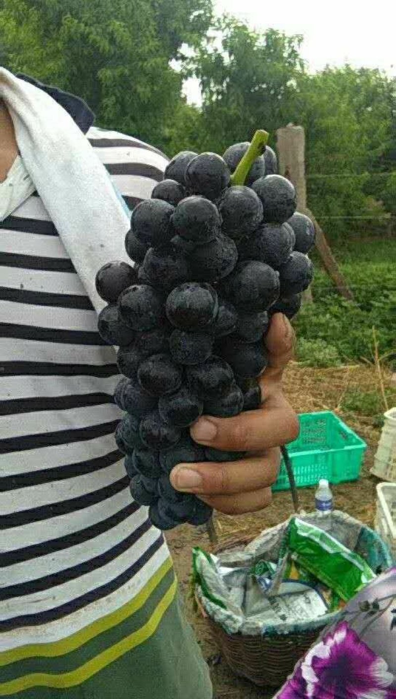 夏黑葡萄，口感超甜，价位超便宜，大吨位公用。