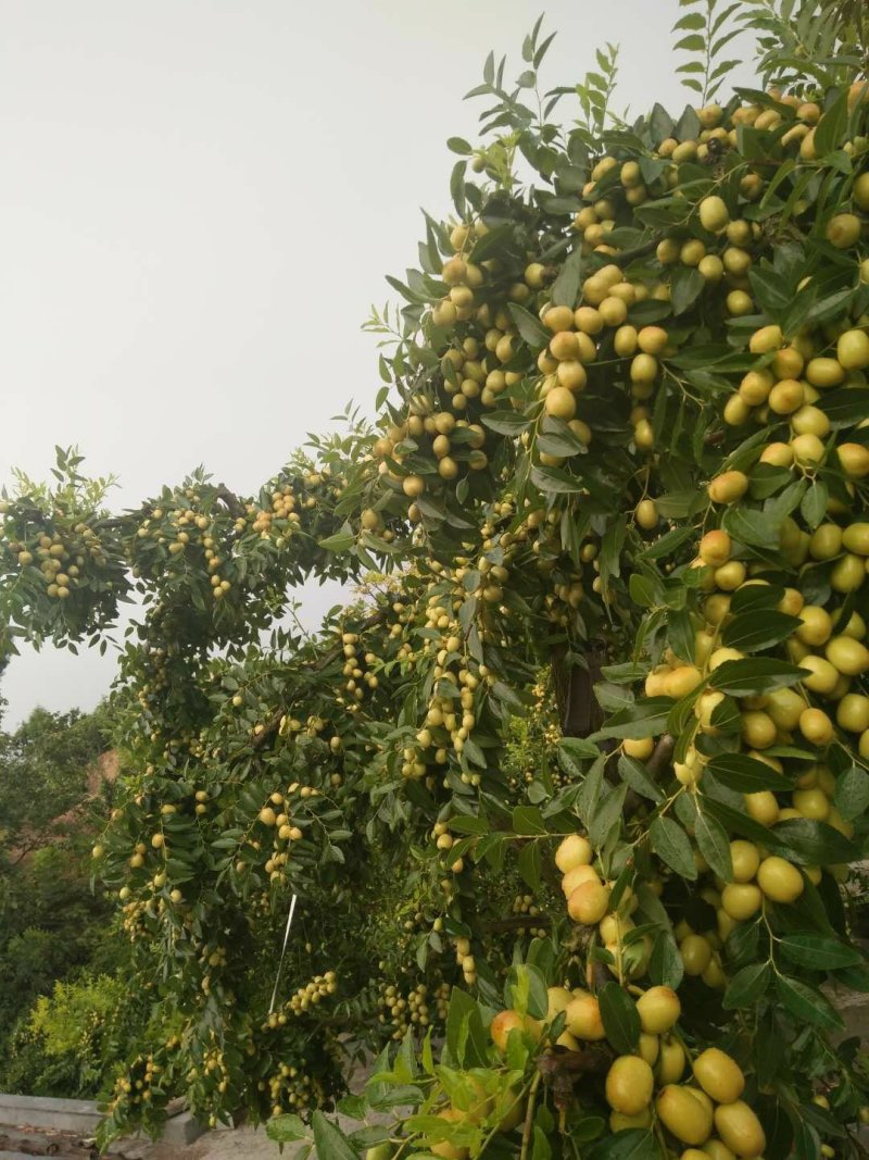 米枣合作社，米枣协会～种植基地～四川米枣之乡