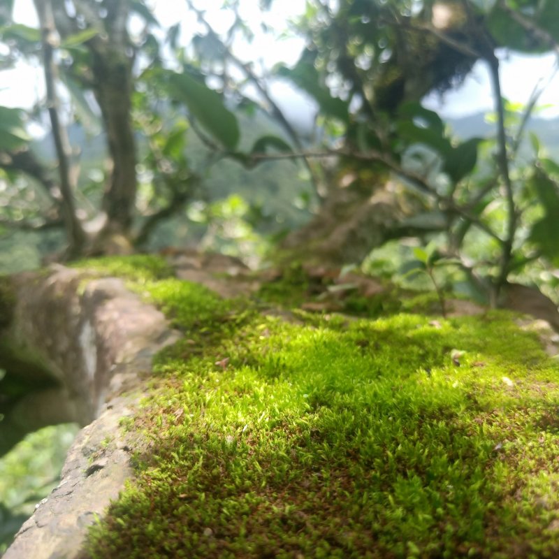 黄草林古树