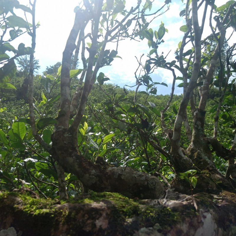 黄草林古树