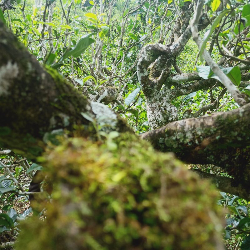 黄草林古树
