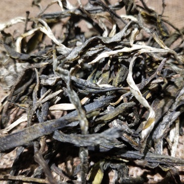 黄草林古树