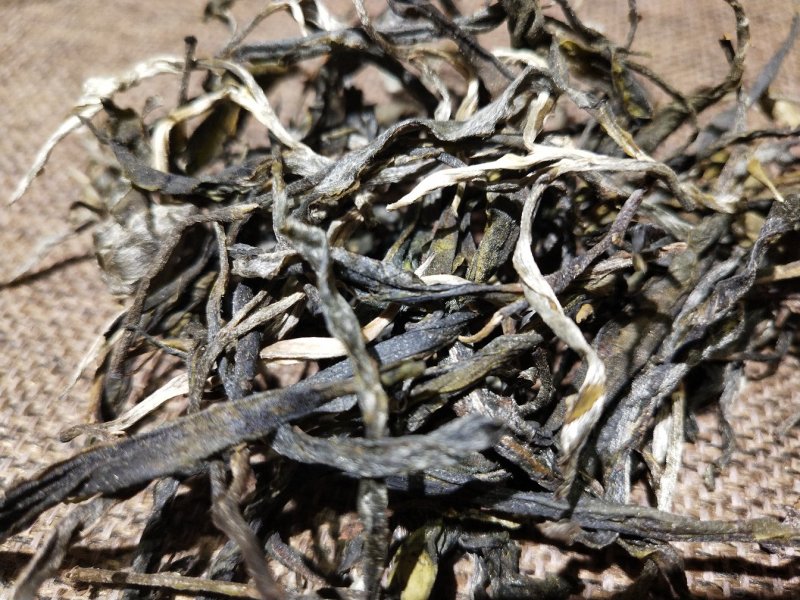 黄草林古树