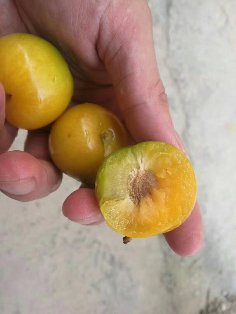 蜂糖李子苗