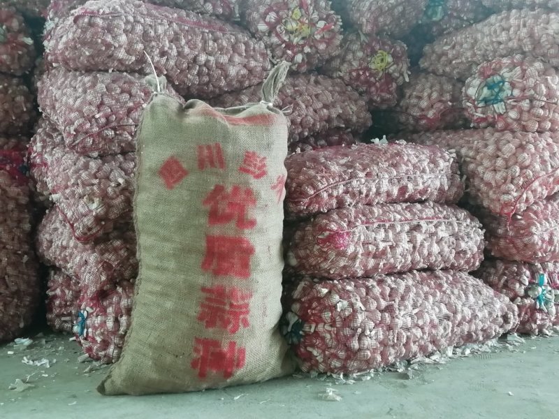 川蒜寒蒜种子产地批发。代购存储金乡县红蒜辣椒（出售蒜种）