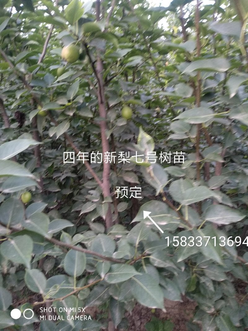 梨树苗新梨七号
