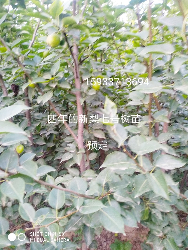 梨树苗新梨七号