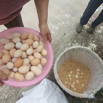 本人在农村乡下一家一户去收的散养土鸡蛋。