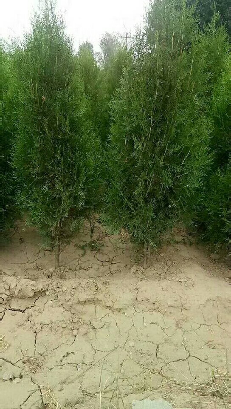 以质量求生存，以质量求效益，专供杯装侧柏，型号规格齐全，