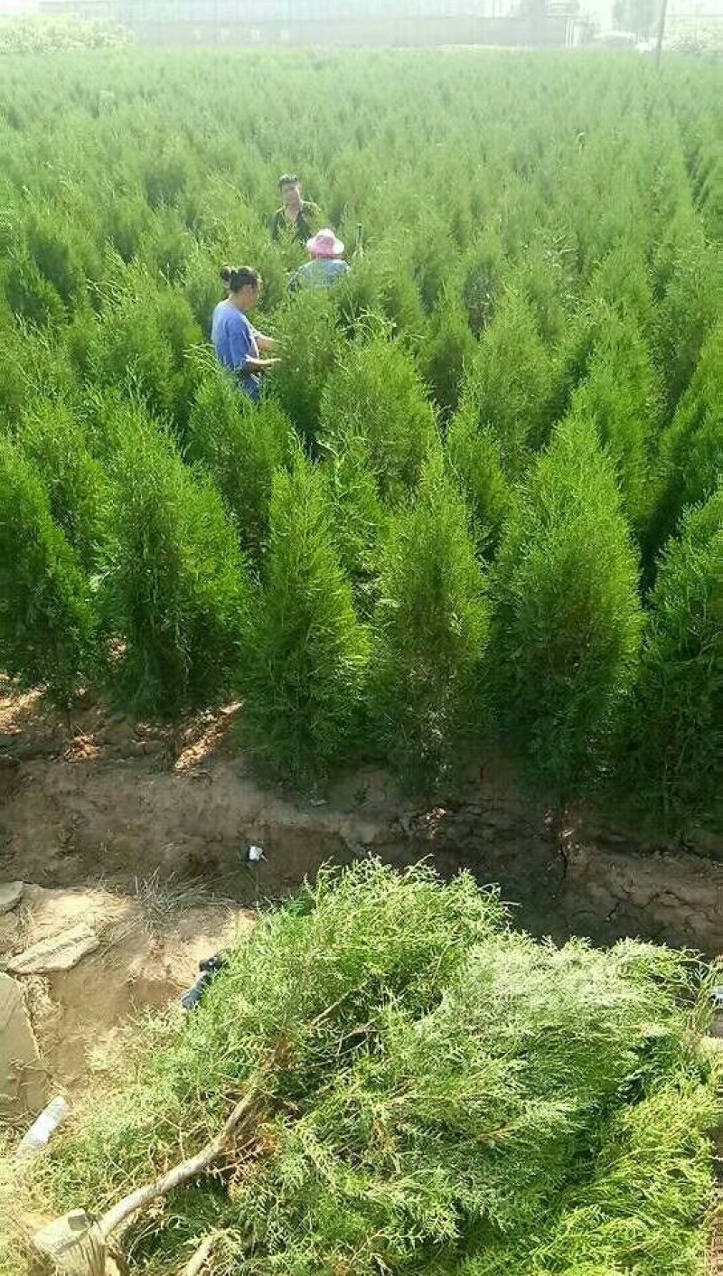 以质量求生存，以质量求效益，专供杯装侧柏，型号规格齐全，