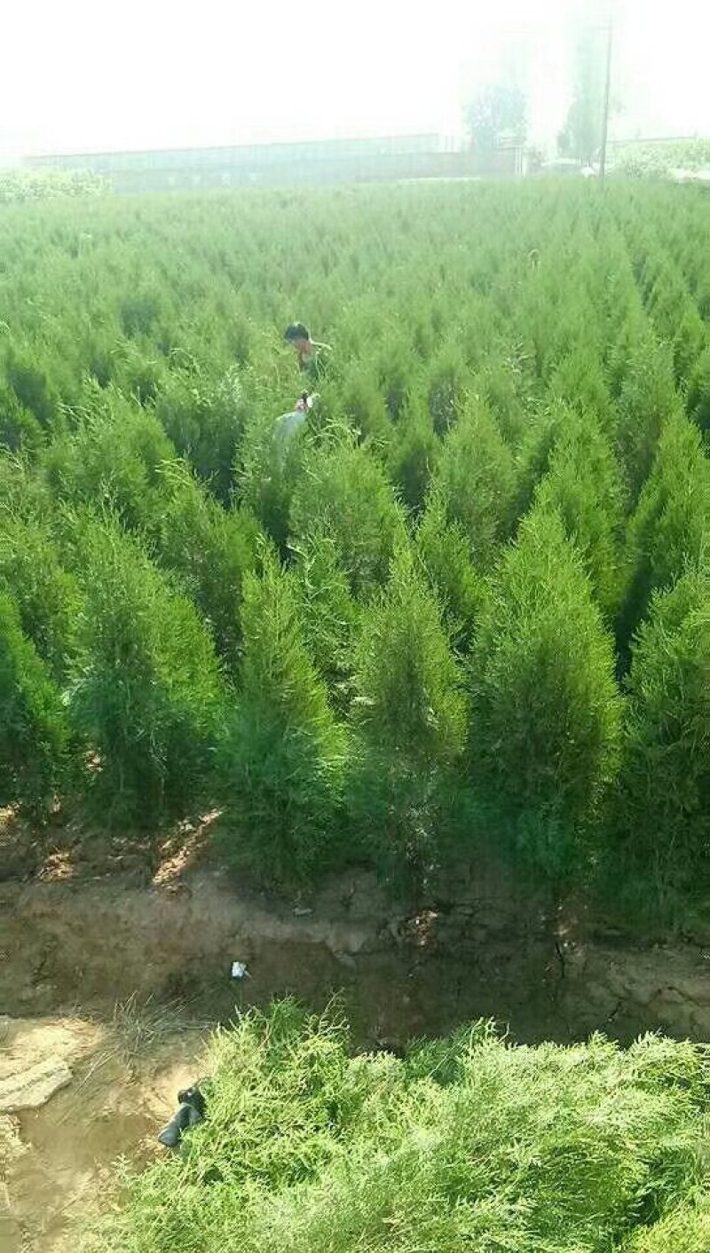 以质量求生存，以质量求效益，专供杯装侧柏，型号规格齐全，