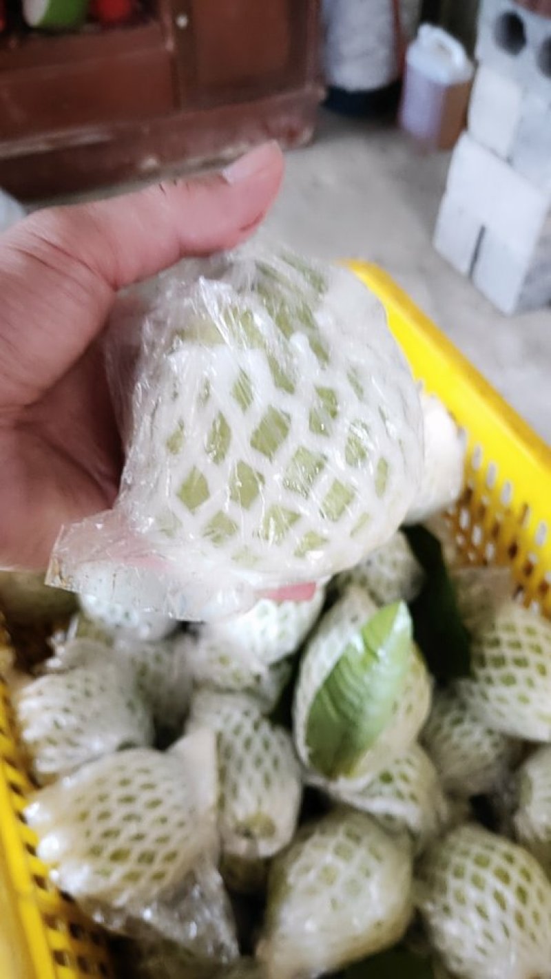 红心番石榴