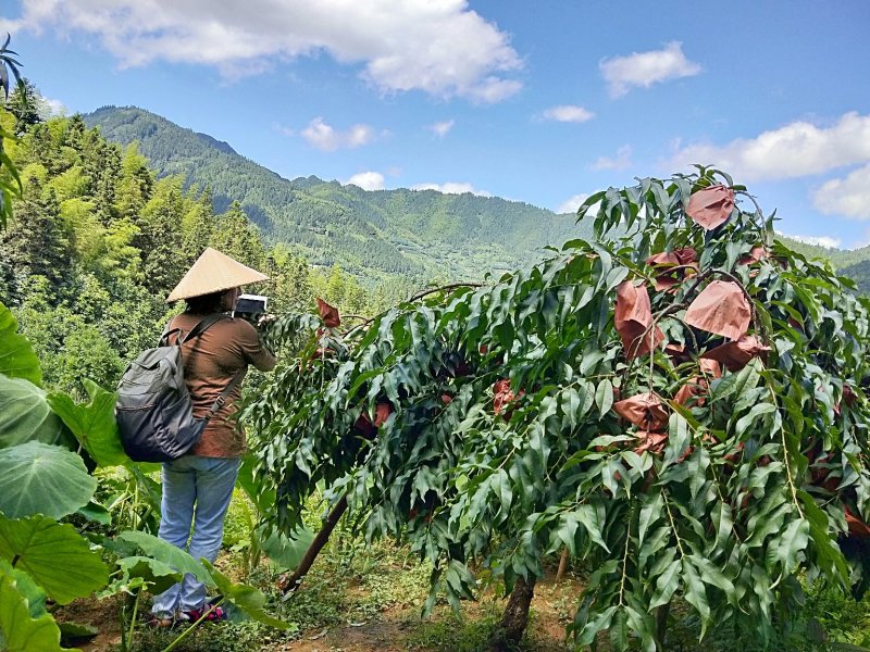 桂东黄桃