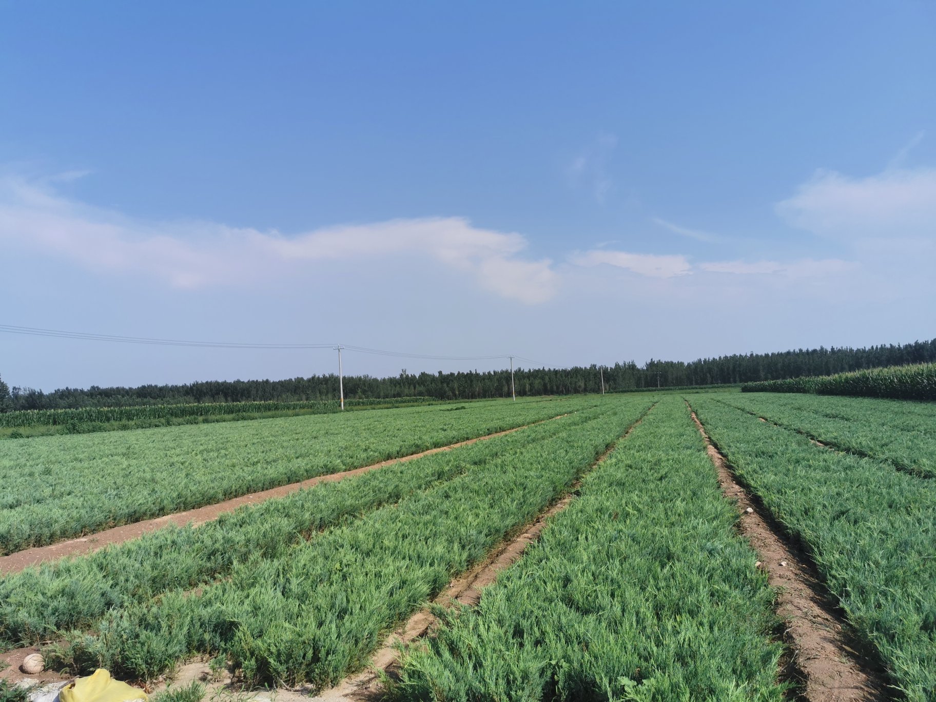 侧柏夏季田间管理场景
