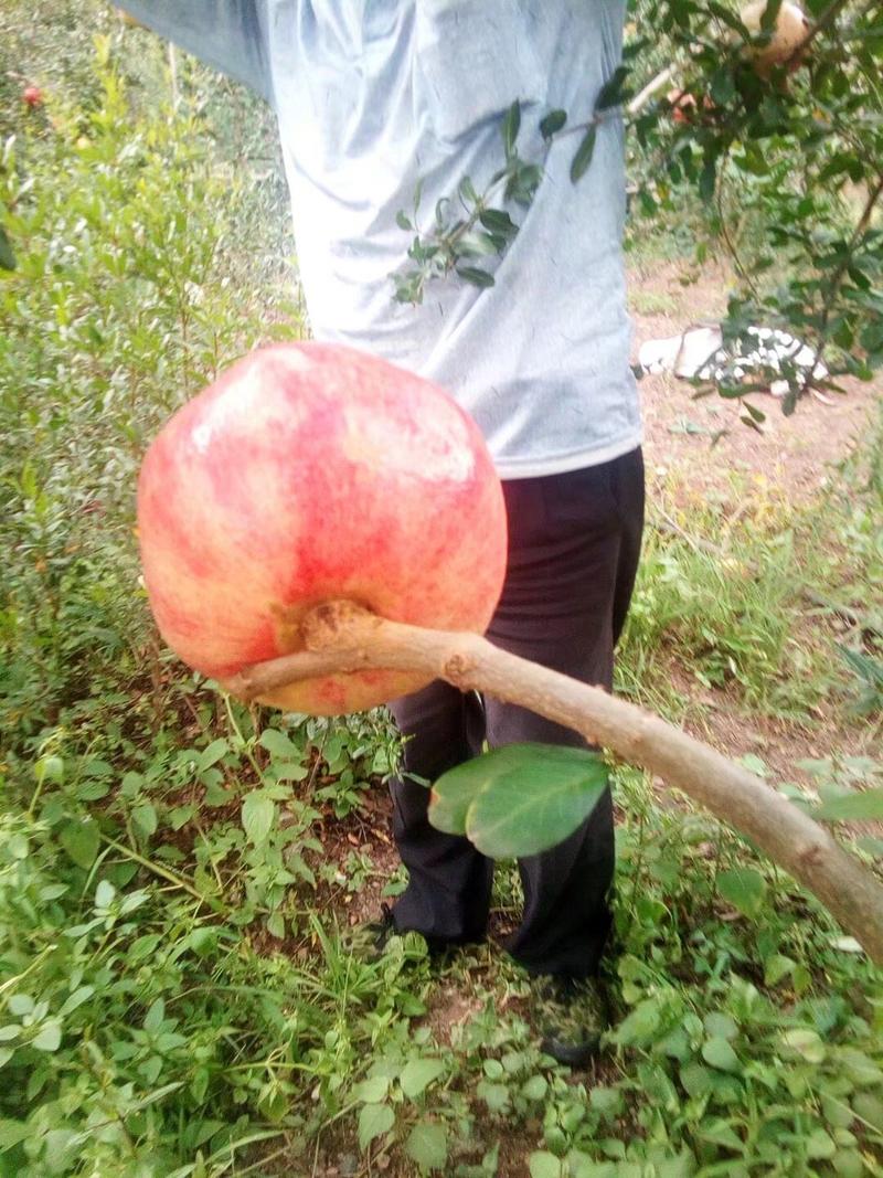 大量出售红如意软仔石榴有意者请联系