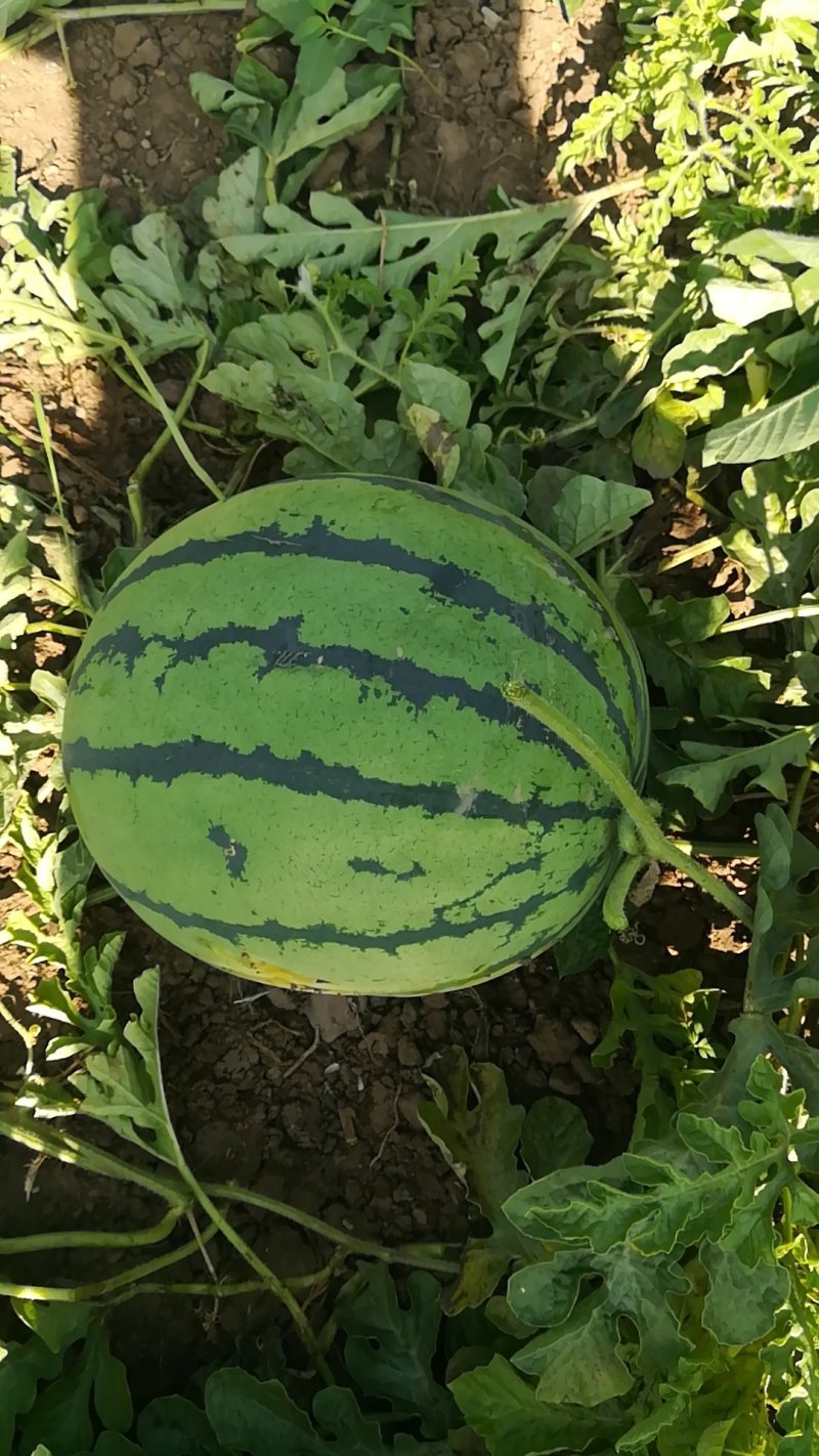 大量供应京欣，长花瓜等系列西瓜🍉。