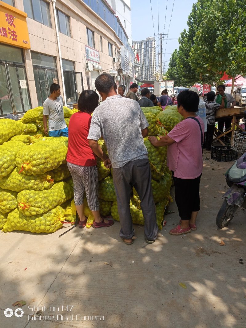 青皮核桃大量供应，需要的老板联系。