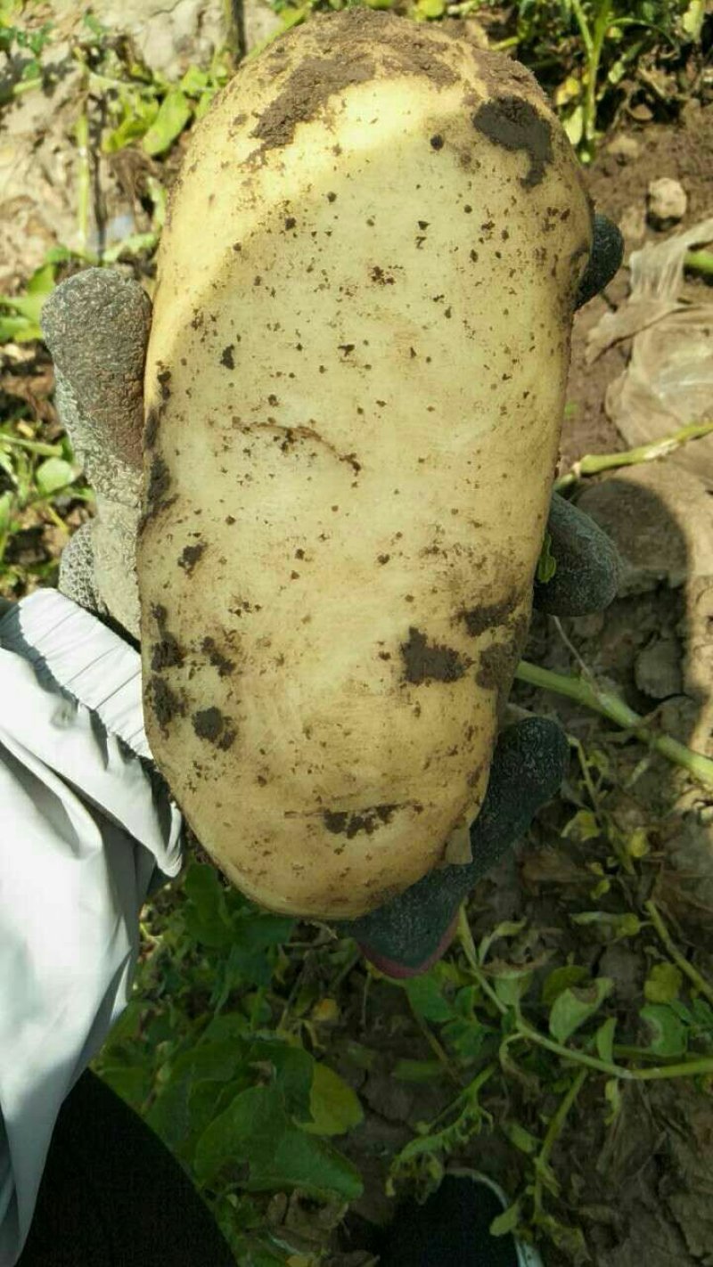 山东潍坊安丘精品特大土豆现货供应量大