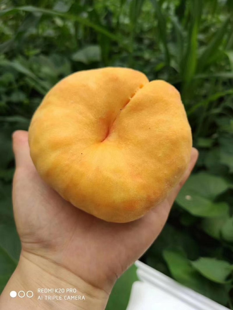 沂蒙山新鲜水果黄金蟠桃